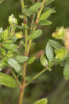 Hairy pinweed